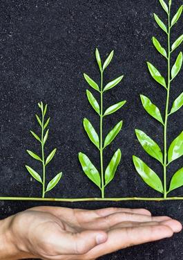 Hand_holding tree arranged as a green graph on soil background